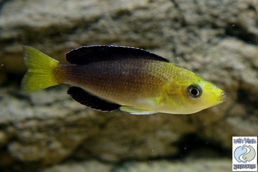 Cyprichromis sp. 'leptosoma jumbo' Kipili